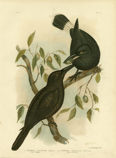 Urraca Negra o Currawong Negro, 1891 de Gracius Broinowski